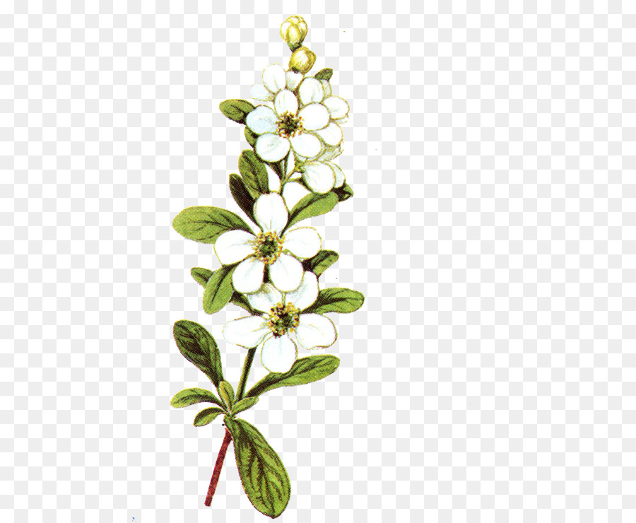 Flores Blancas，Botánico PNG