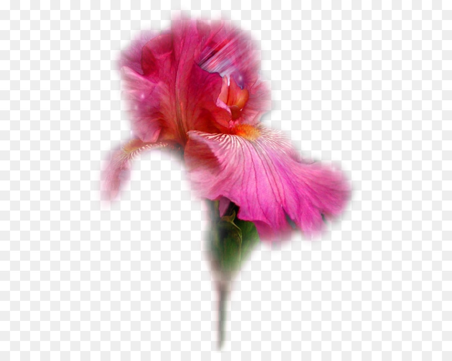 Flor，Rosa PNG