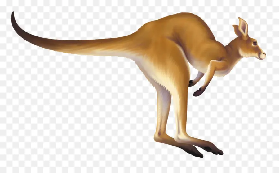 Canguro，Marsupial PNG