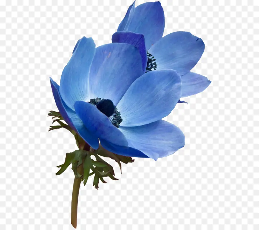 Flor，Azul PNG