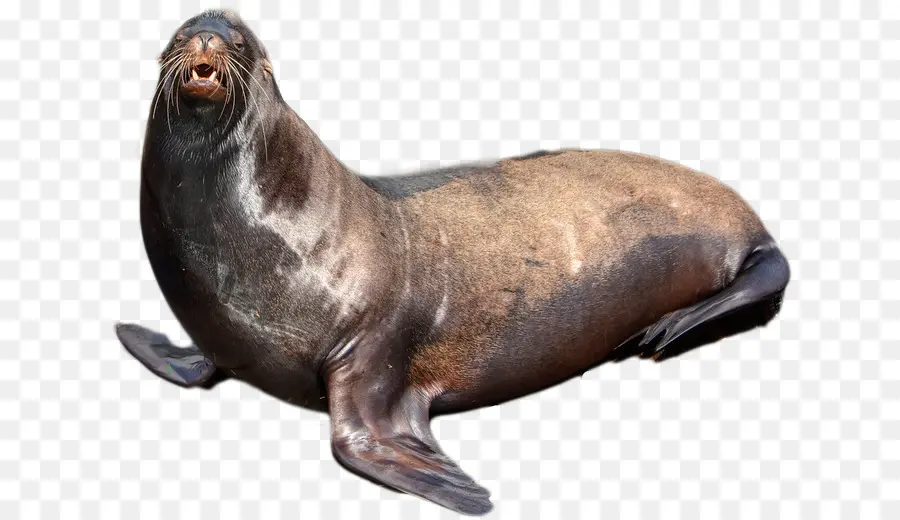 Earless Sello，Foca PNG