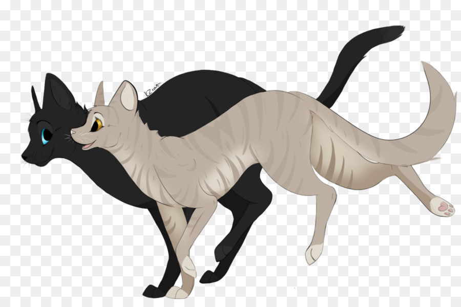 Gato，Felino PNG