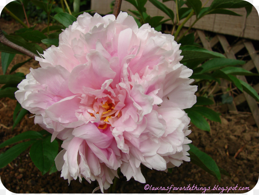 Rosa De Damasco，Rosas Centifolia PNG