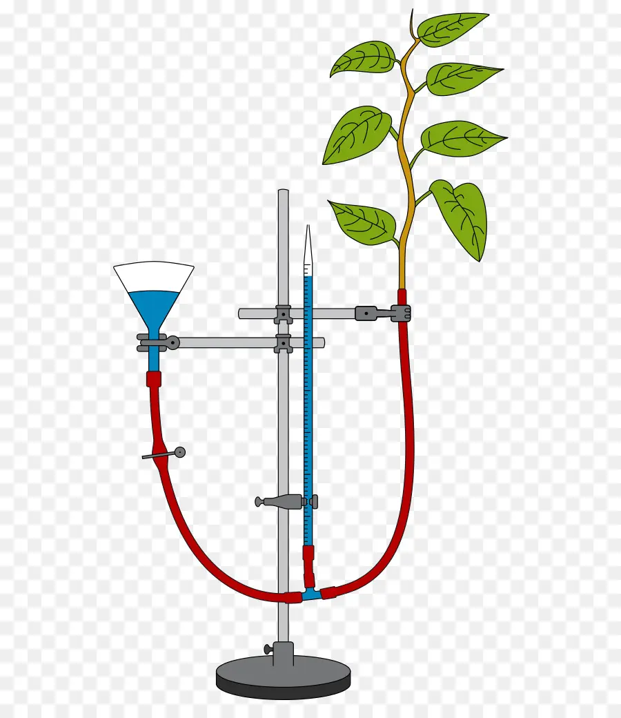 Experimento De Plantas，Fotosíntesis PNG