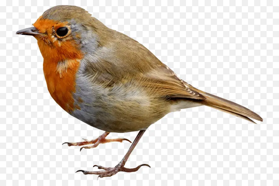 Europea Robin，Pájaro PNG