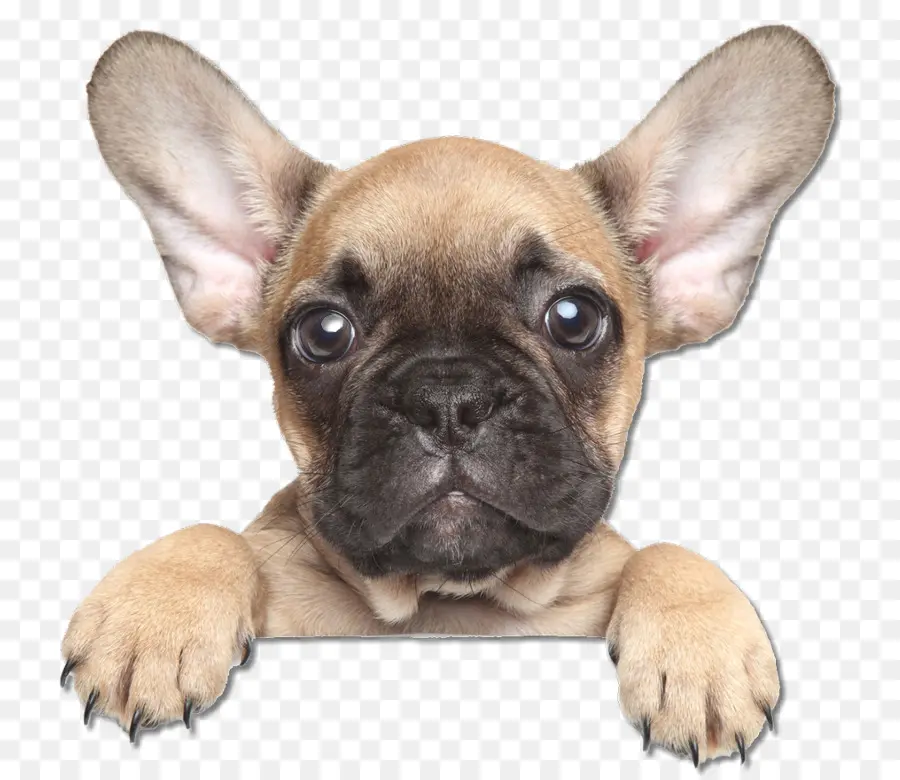 Bulldog Francés，Cachorro PNG