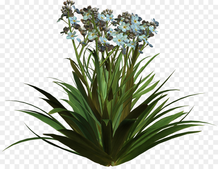 Planta，Verdor PNG