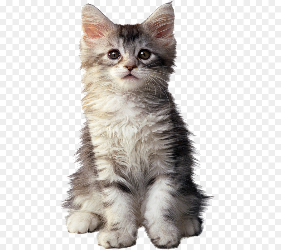 Maine Coon，Gato Persa PNG