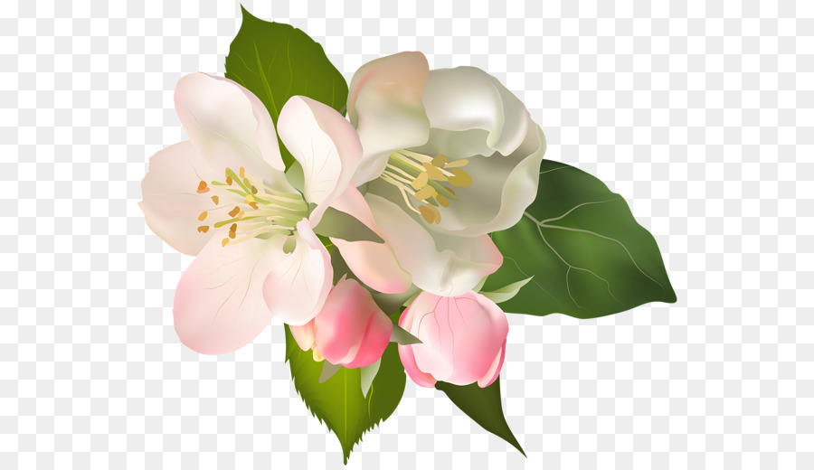 Florecer，Diseño Floral PNG