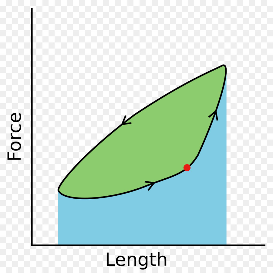 El Trabajo De Bucle，La Fisiología Muscular PNG