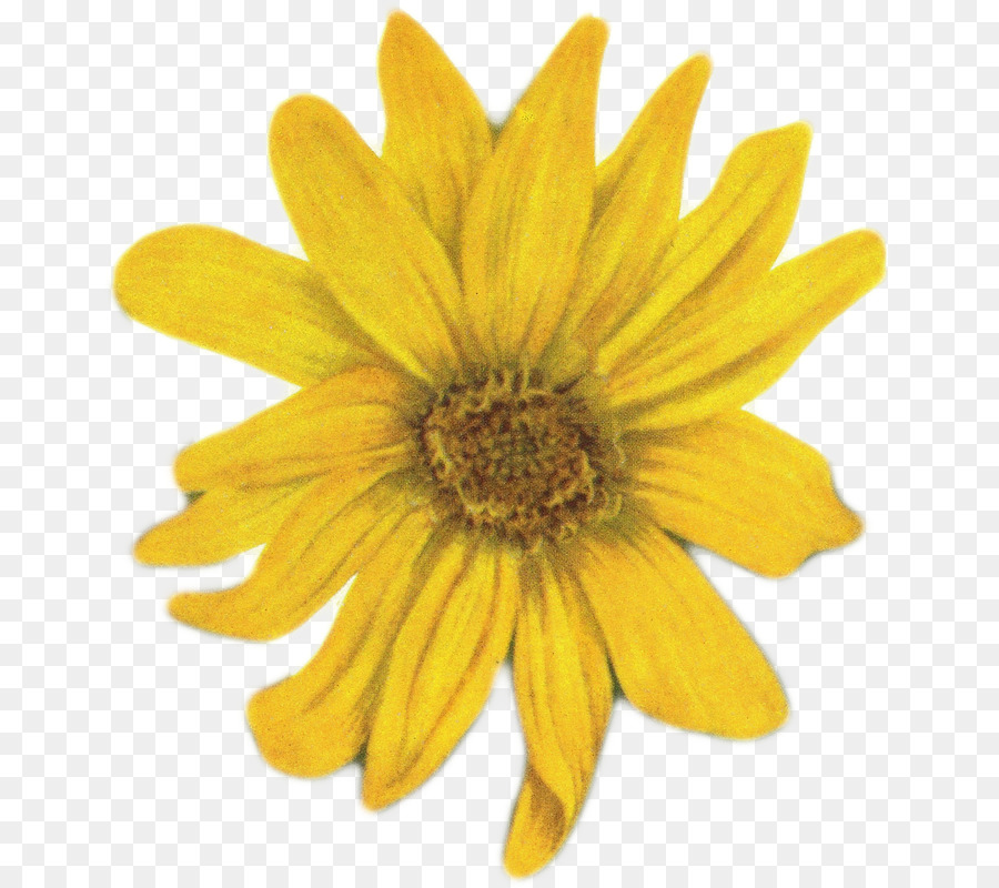 Flor，Amarillo PNG