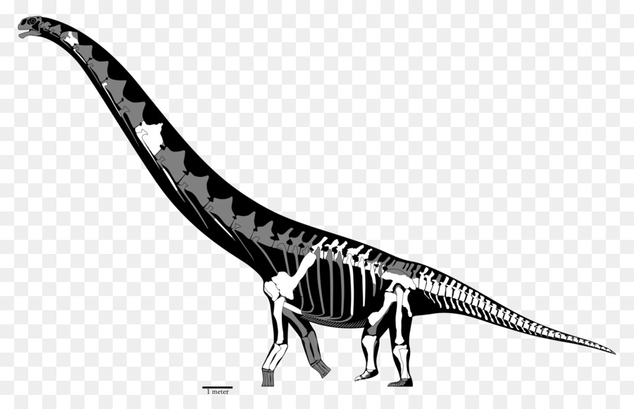 Futalognkosaurus，Mamenchisaurus PNG