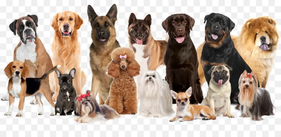 Perros，Mascotas PNG