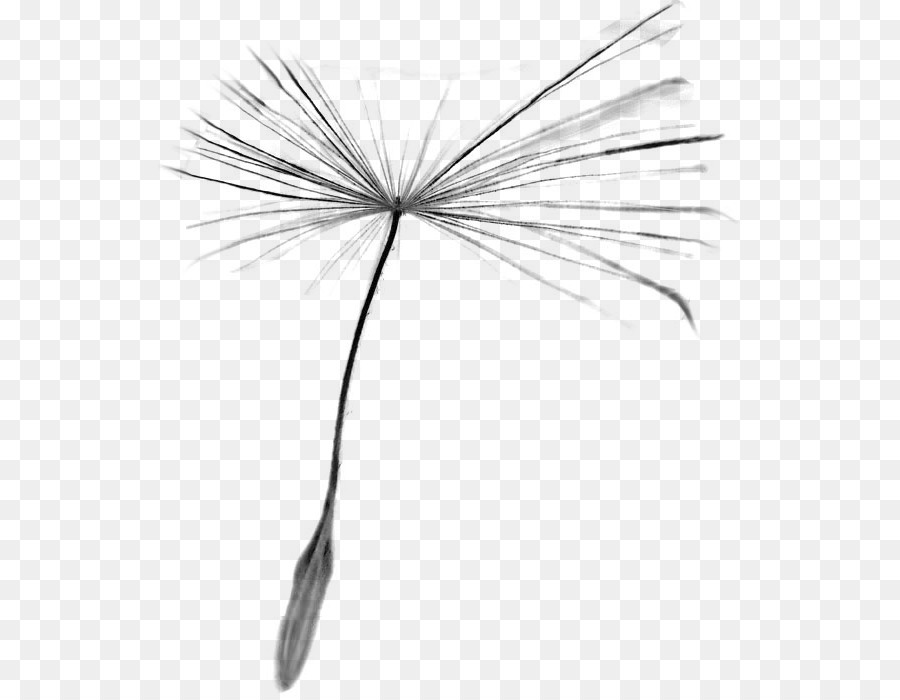 En Blanco Y Negro，Taraxacum Platycarpum PNG