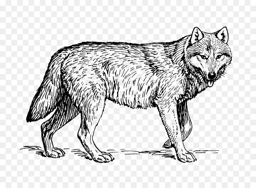 Lobo，Canino PNG