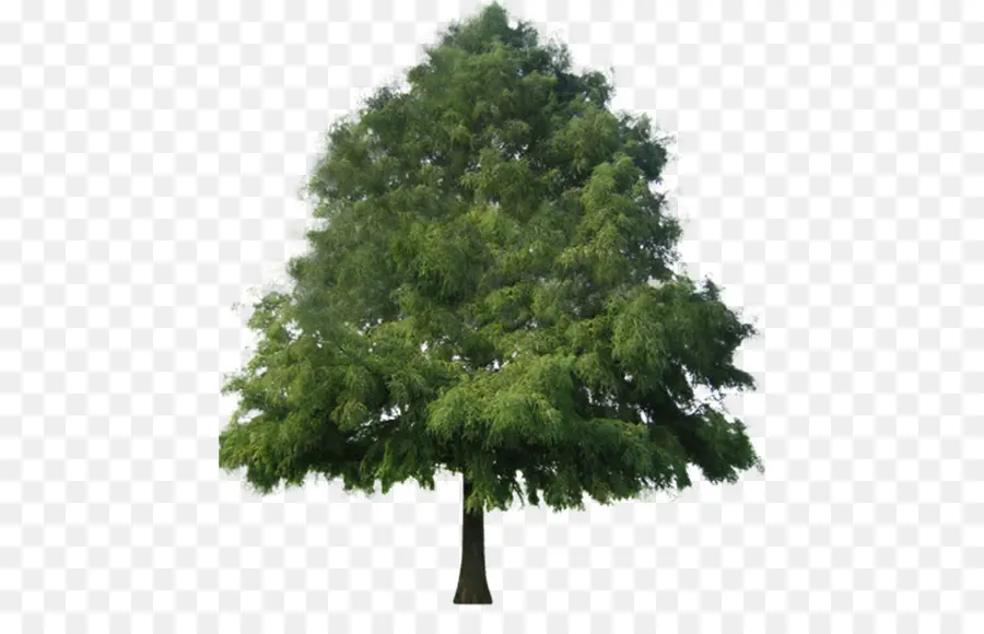 Árbol，Planta PNG