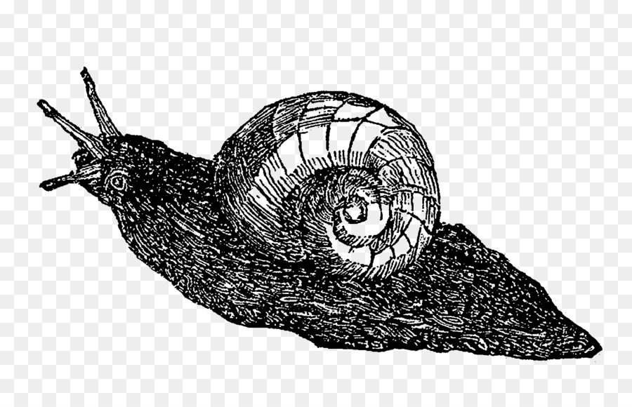 Caracol，Caparazón PNG