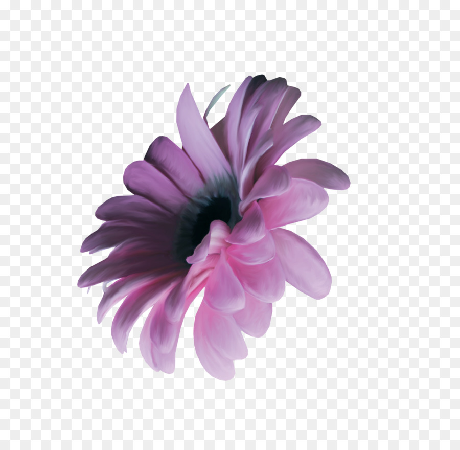 Crisantemo，Transvaal Daisy PNG