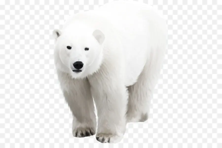 Oso Polar，Blanco PNG