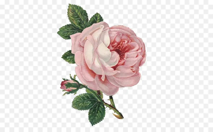 Ramo De Rosas Rosadas，Rosas PNG