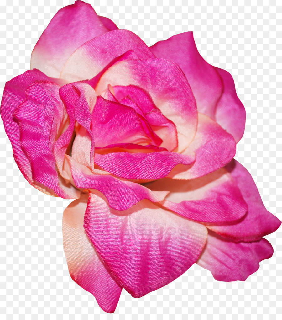 Las Rosas De Jardín，Rosas Centifolia PNG