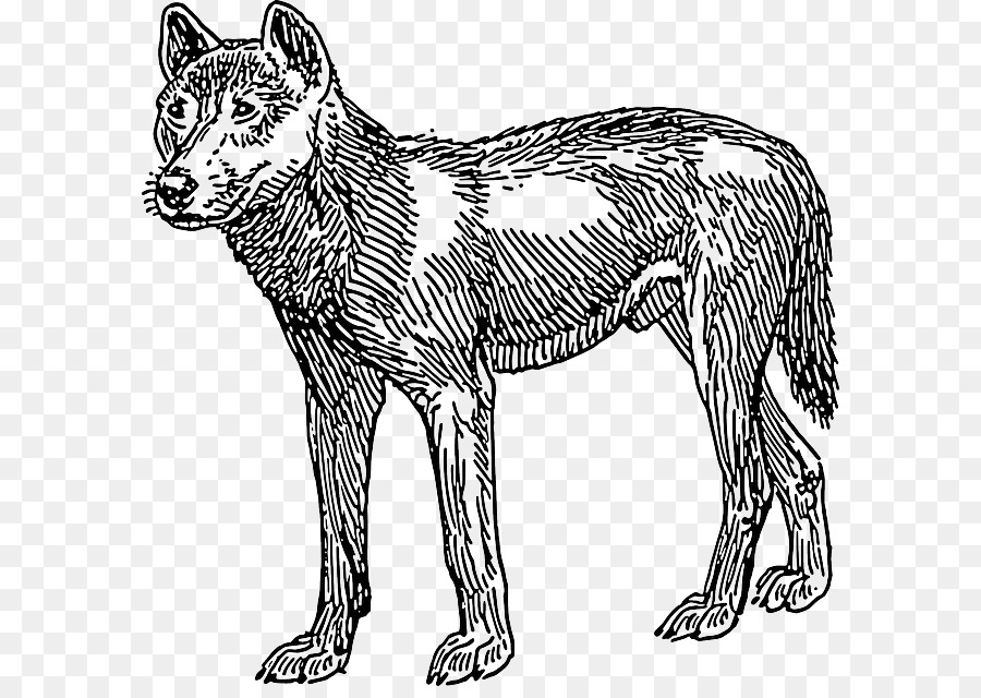 Lobo，Canino PNG