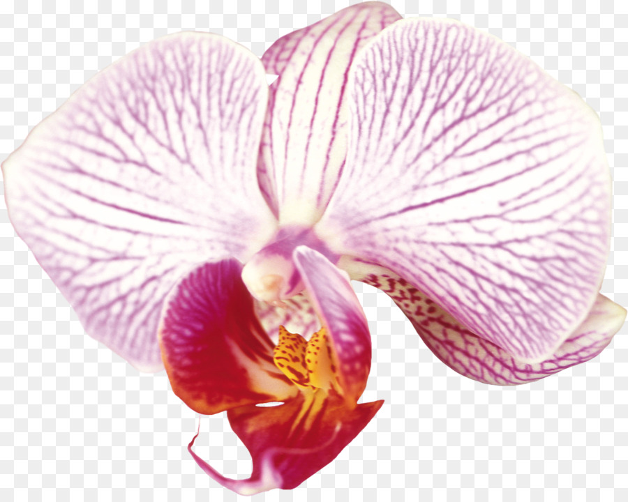 La Polilla De Las Orquídeas，Las Orquídeas PNG