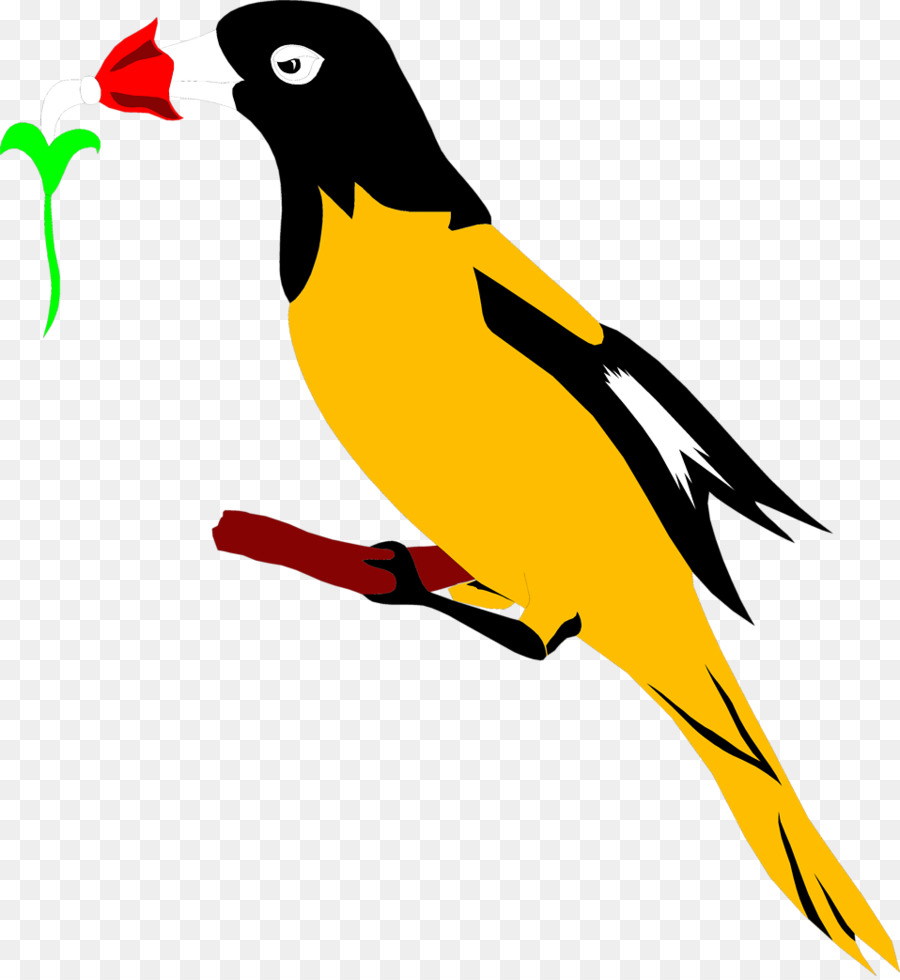 Pájaro，Baltimore Orioles PNG