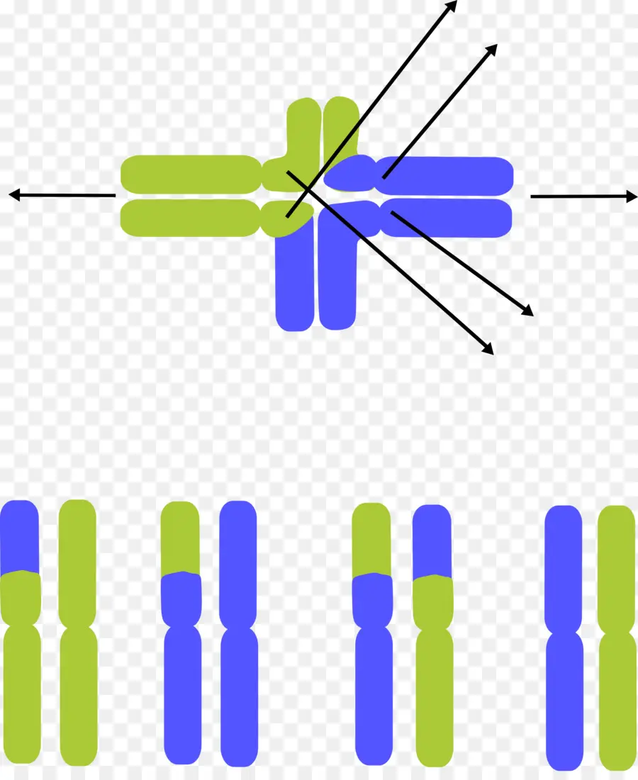 Translocación Cromosómica，De La Línea Germinal PNG