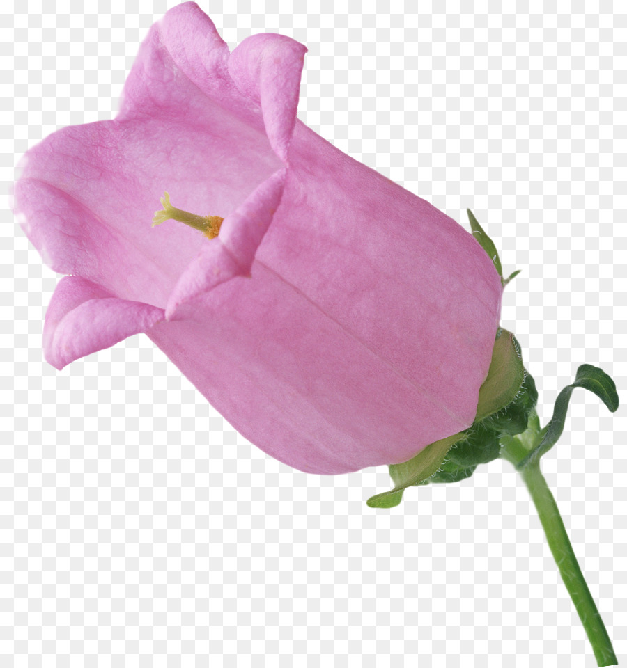 Flor Rosa，Flor PNG