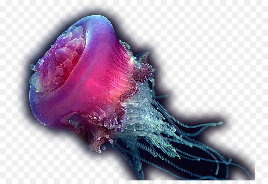 Las Medusas，Mar Profundo Criatura PNG