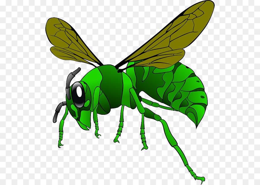 Green Hornet，Abeja PNG