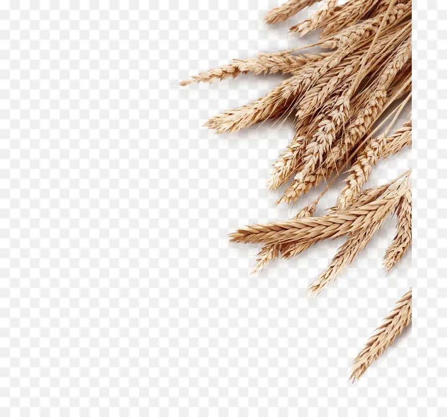 Trigo，Grano PNG