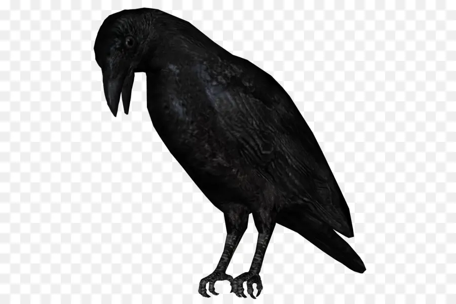 Cuervo Negro，Pájaro PNG