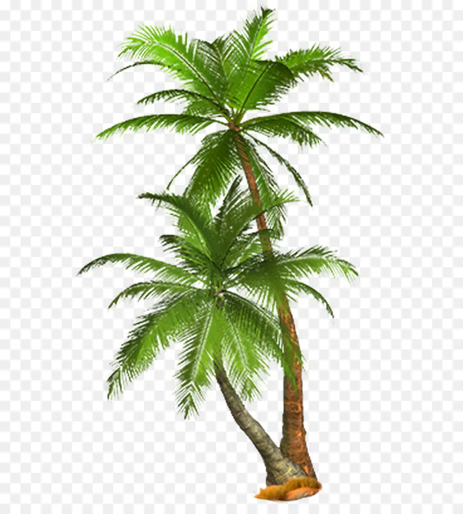 Arecaceae，árbol PNG