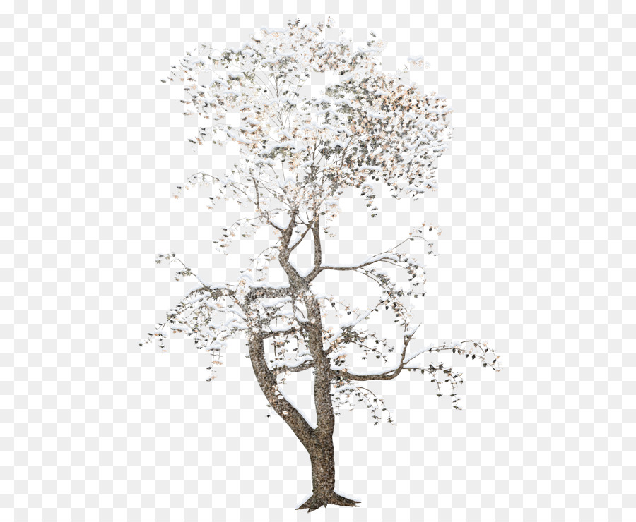 árbol Blanco，Naturaleza PNG