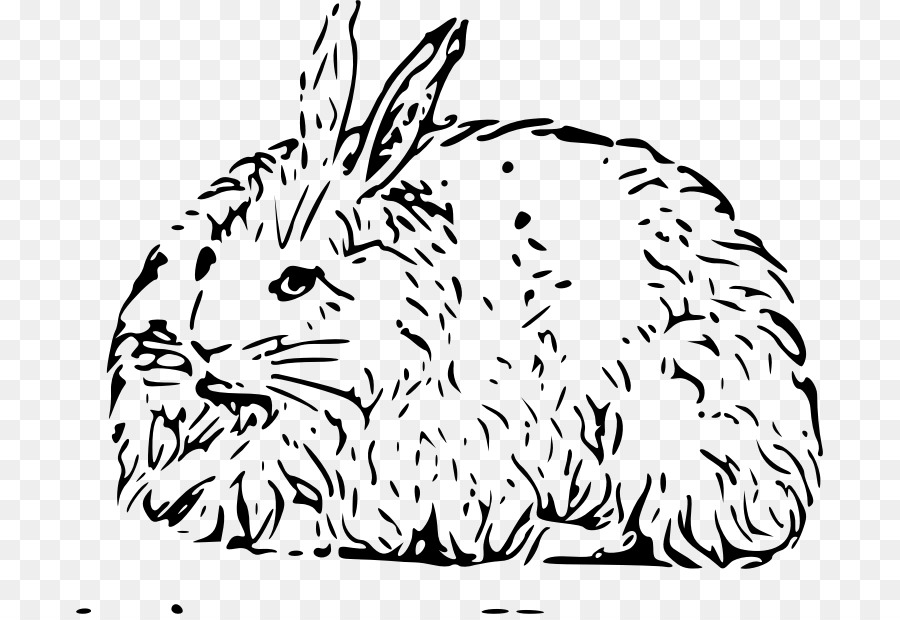 Conejo De Angora，Liebre PNG