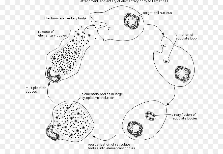 Chlamydia Trachomatis，Clamidia PNG