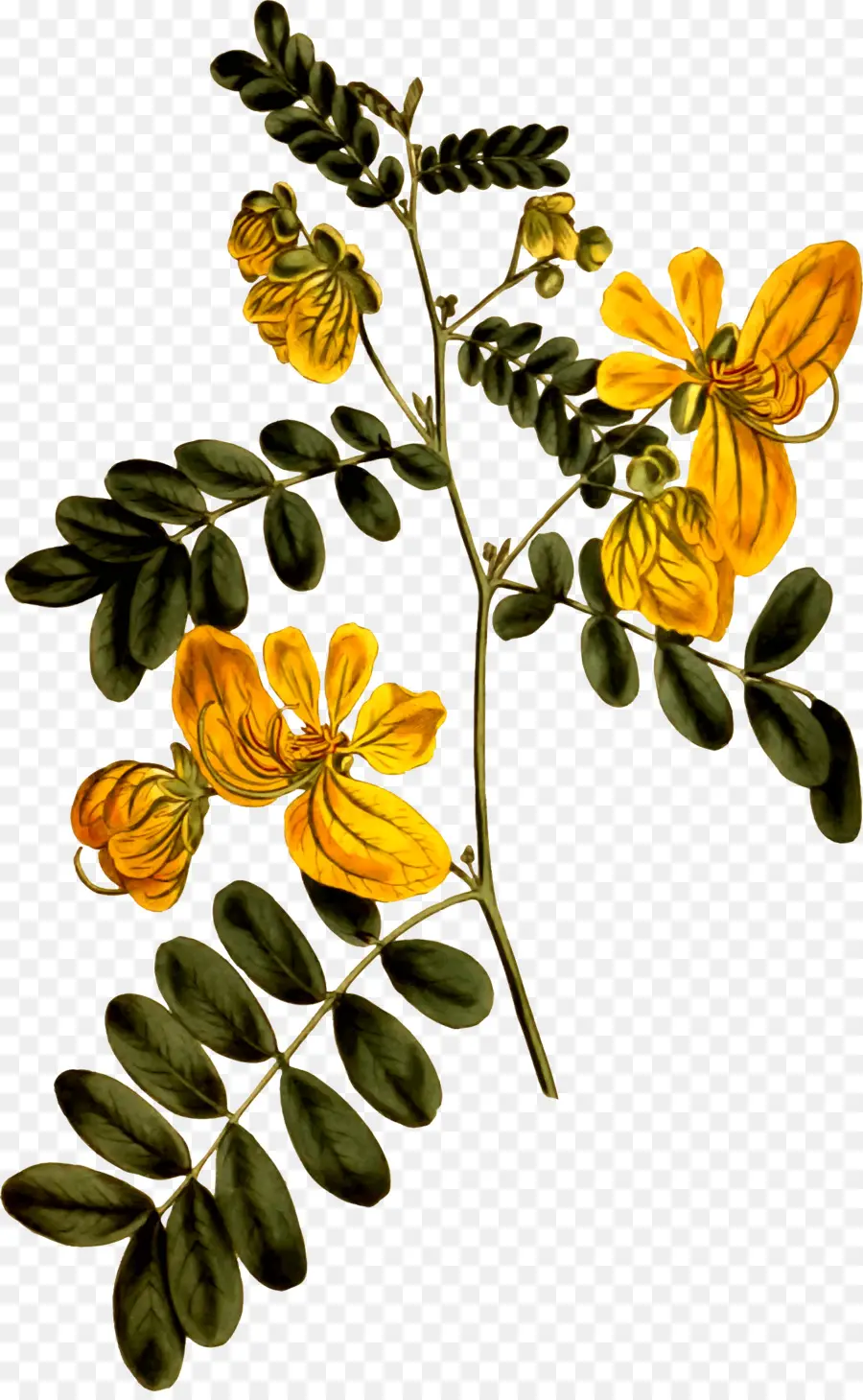 Cassia，Planta PNG