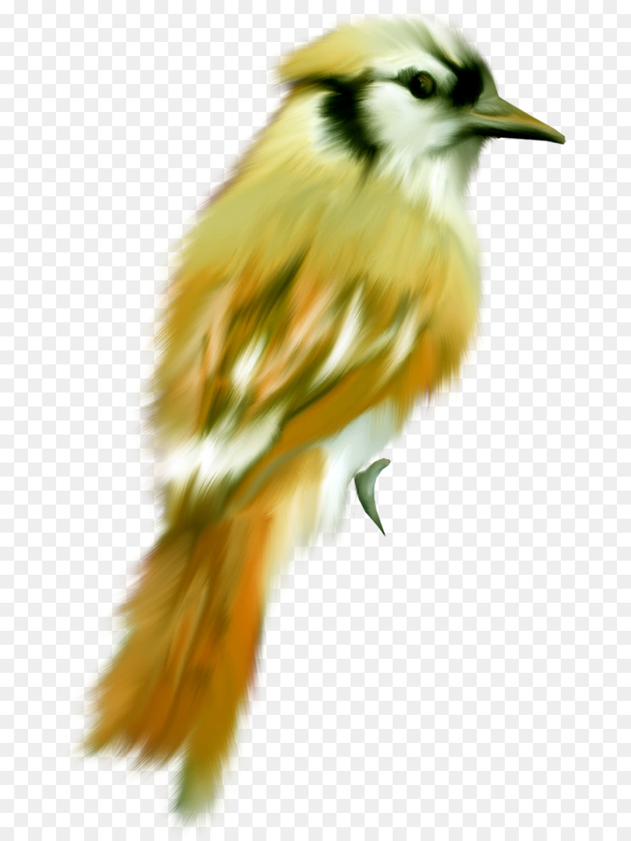 Pájaro，Europea Robin PNG