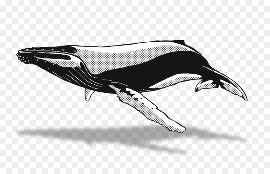 Dolphin，Dibujo PNG