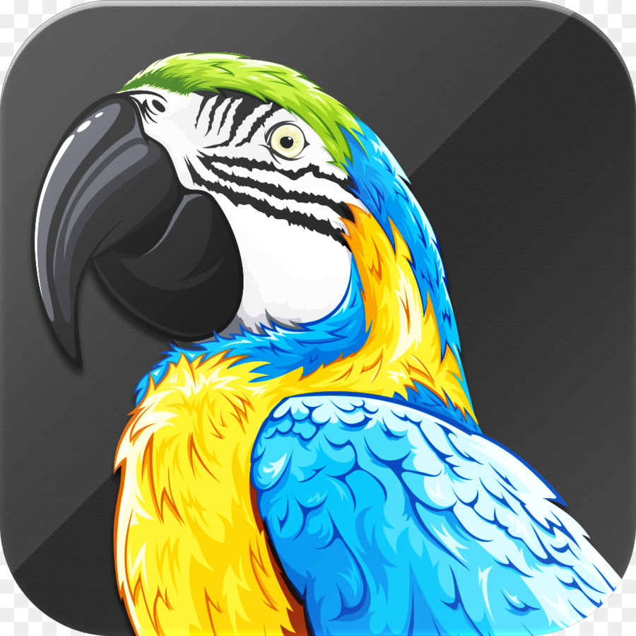 Guacamayo，Parrot PNG