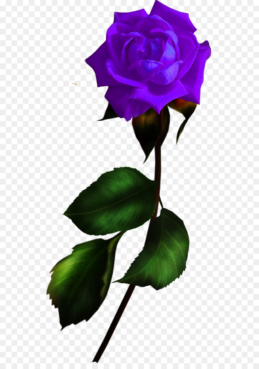 Rosa Morada，Provenir PNG