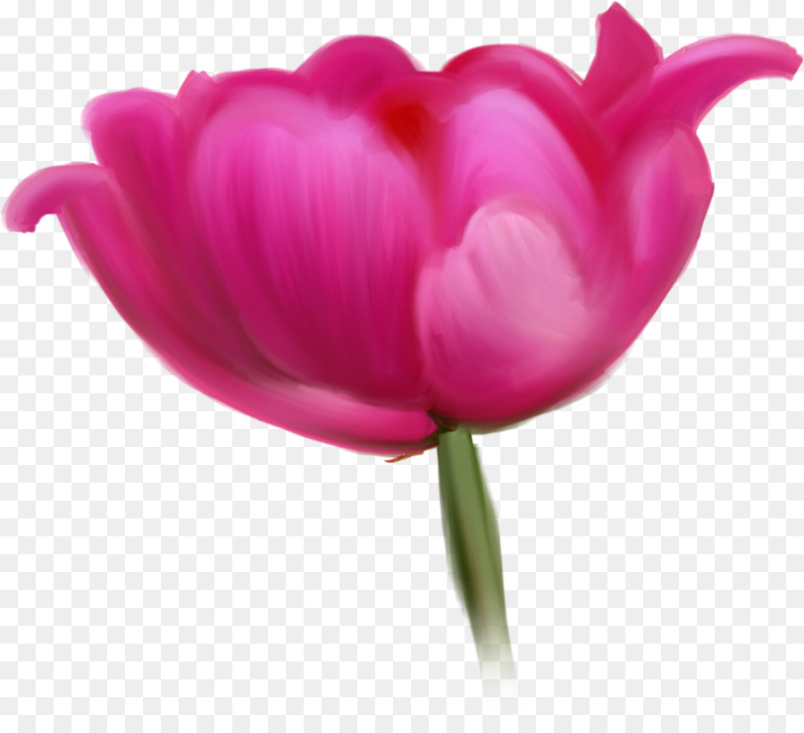 Flor Rosa，Flor PNG