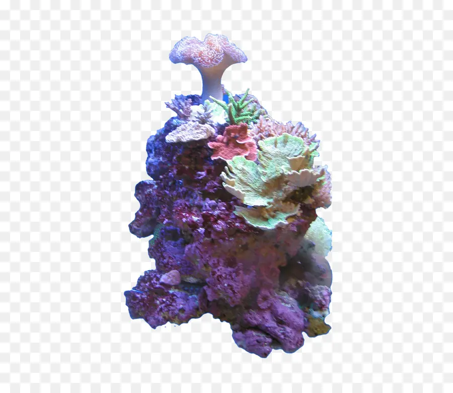 Arrecife De Coral，Coral PNG