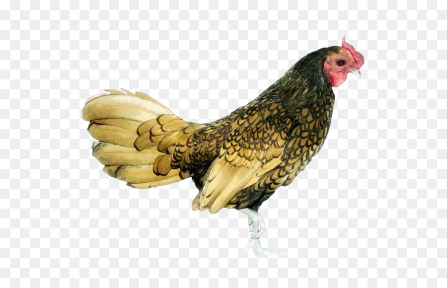 Gallo，Pájaro PNG