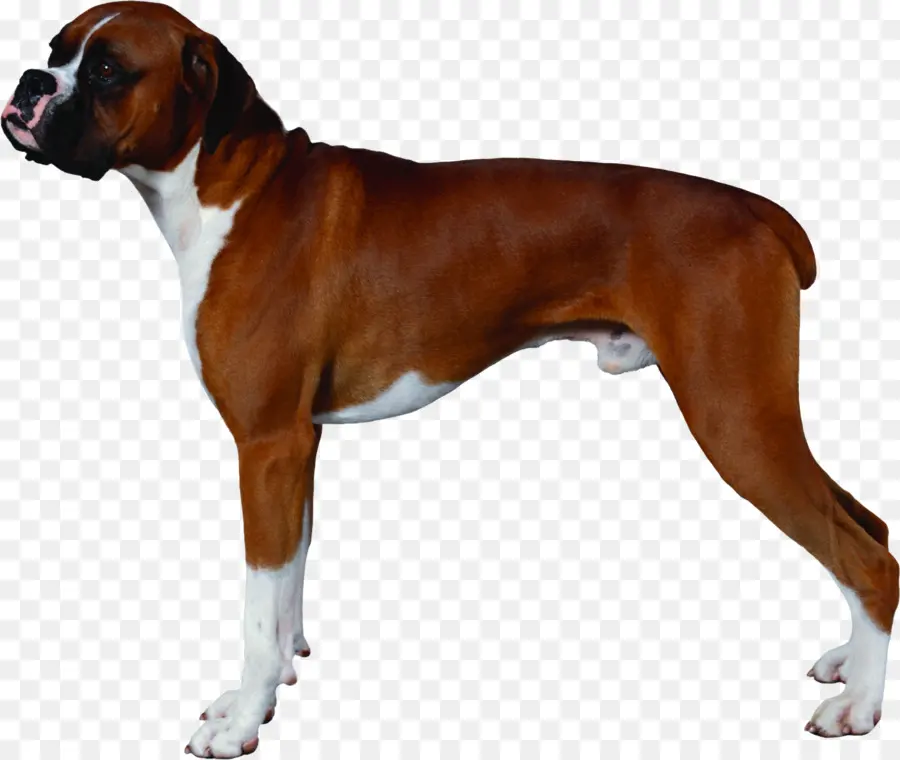 Boxer，American Staffordshire Terrier PNG
