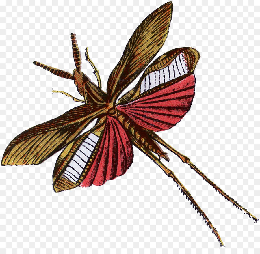 Mariposa，Rojo PNG