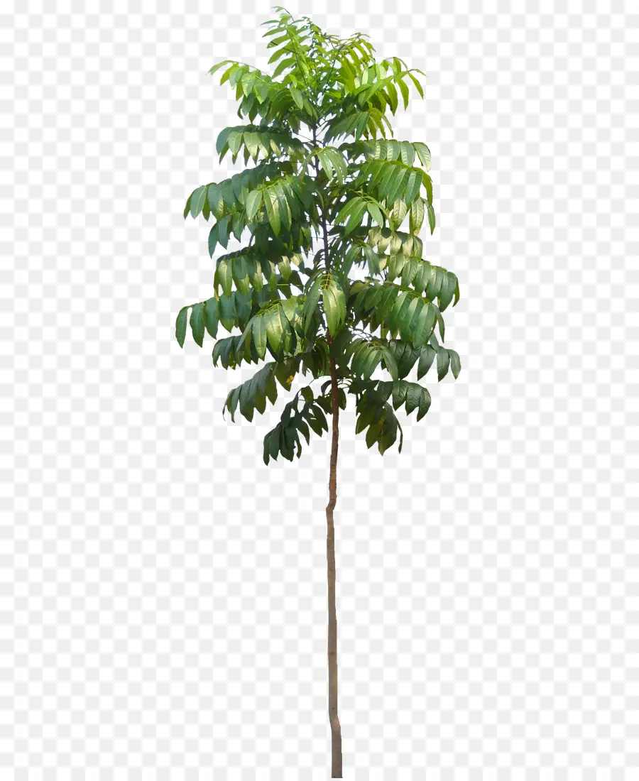 Planta，Planta De Casa PNG