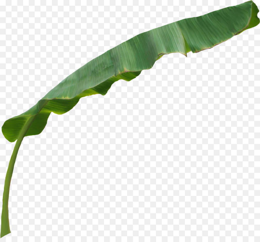 Hoja，Tallo De La Planta PNG